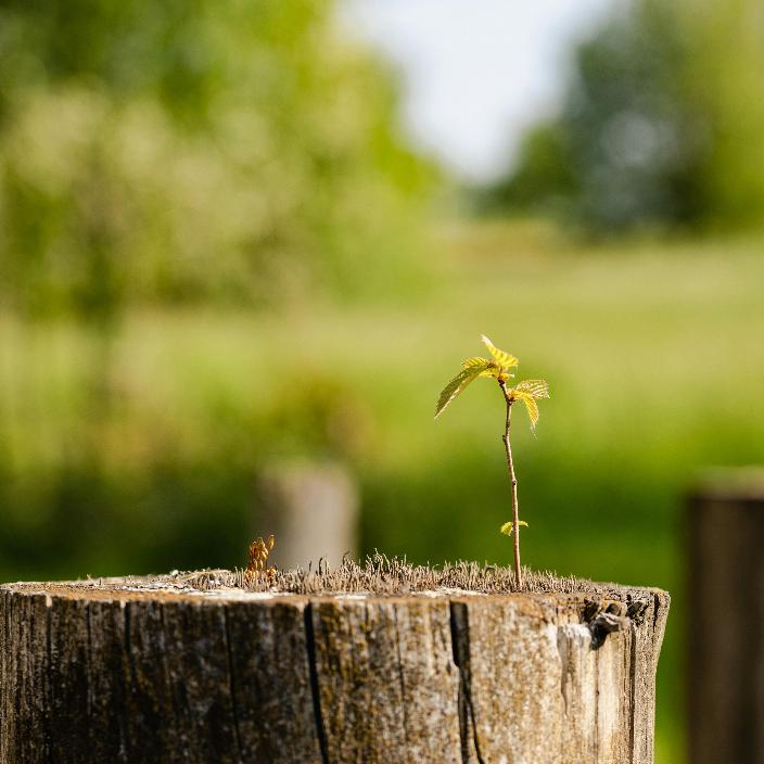 Nachhaltigkeit 1_pexels-vaidas-vaiciulis-1435848-17276947 (1)